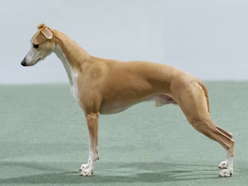 Whippet The Breed Archive