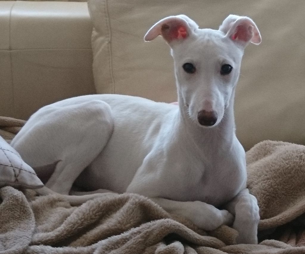 Whippet The Breed Archive