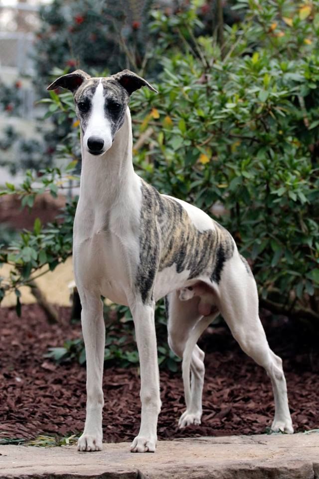 Whippet - The Breed Archive