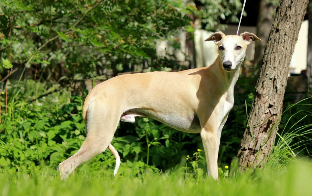 Whippet The Breed Archive
