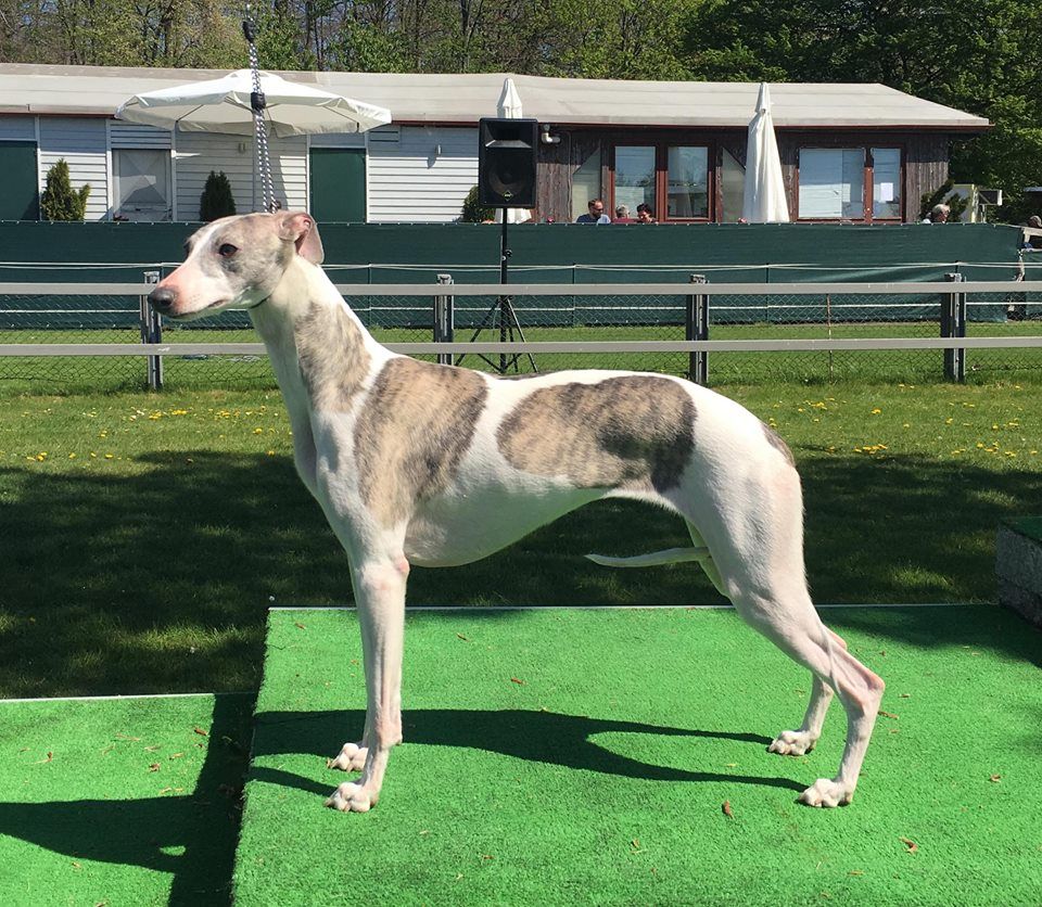 Whippet The Breed Archive