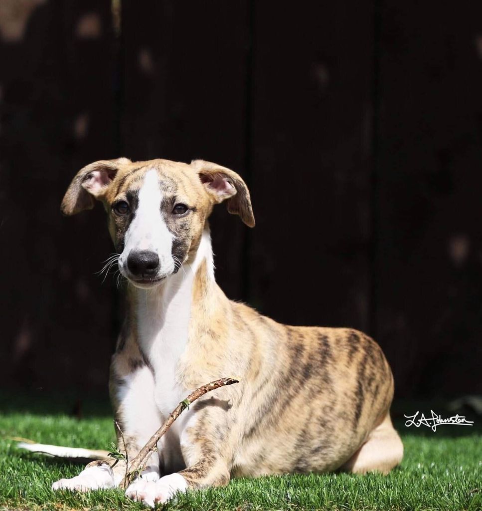 penny meadow whippets