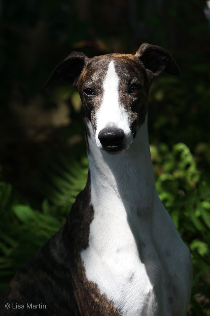 Whippet The Breed Archive