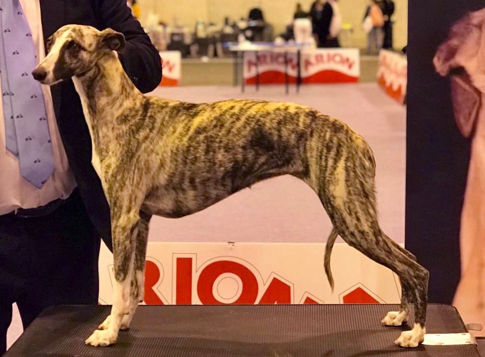 Whippet The Breed Archive