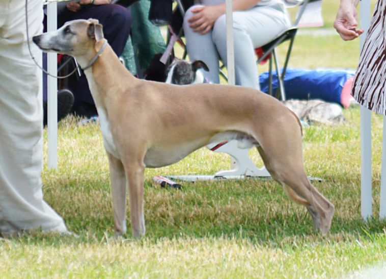 Kisharo whippets store