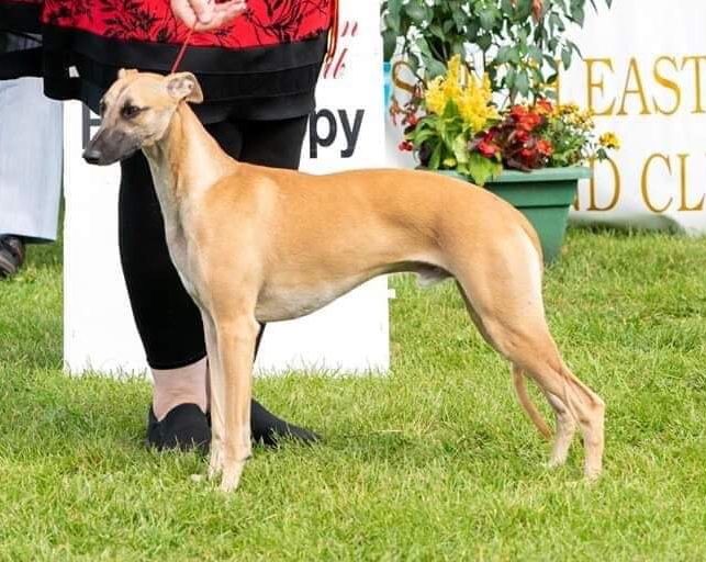 Whippet The Breed Archive