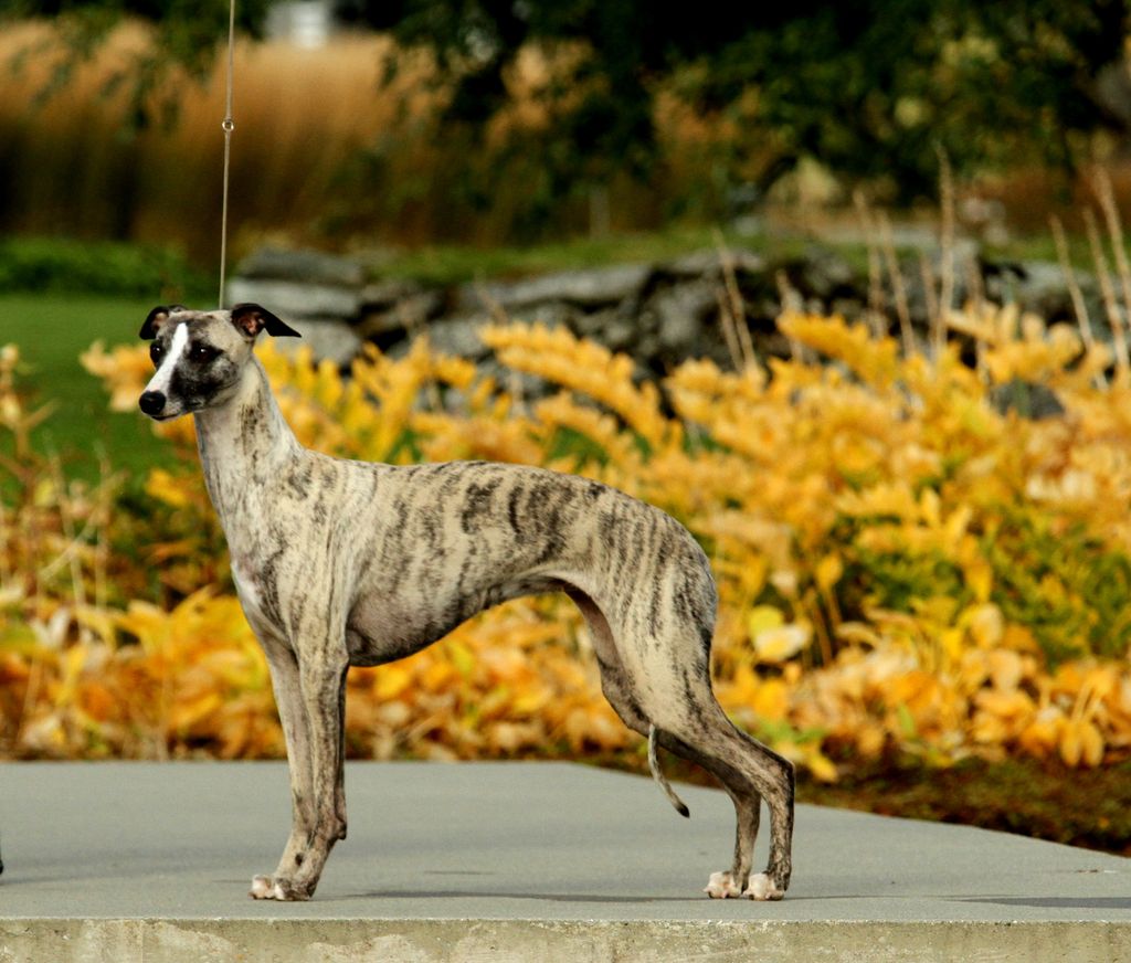 Whippet The Breed Archive