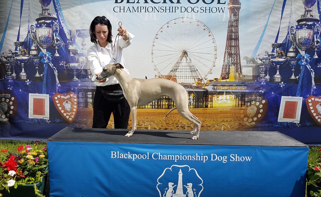 Whippet The Breed Archive
