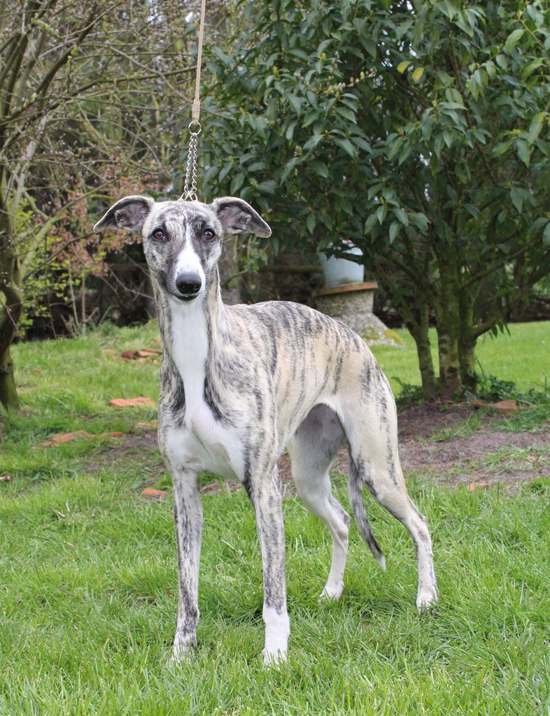 Whippet The Breed Archive