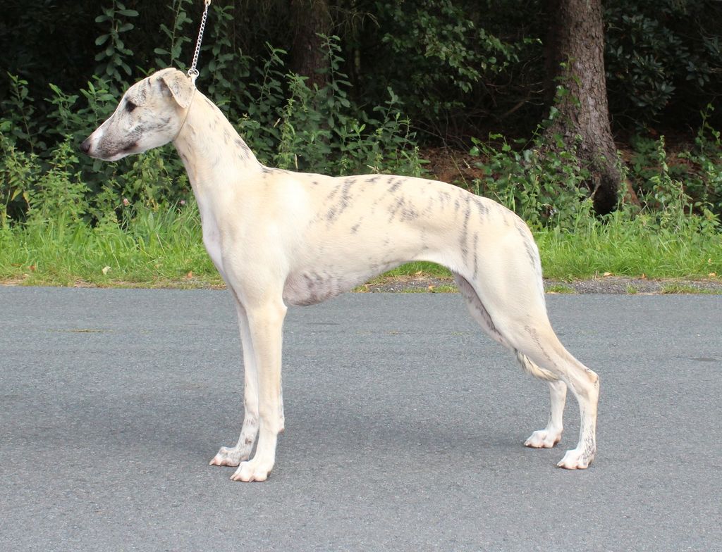 Whippet The Breed Archive