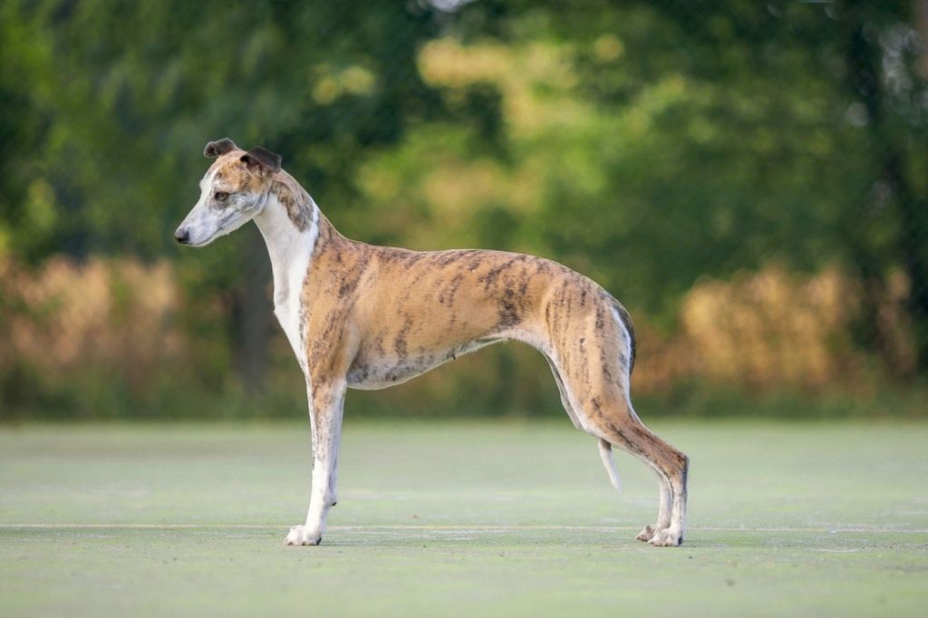 Red best sale brindle whippet