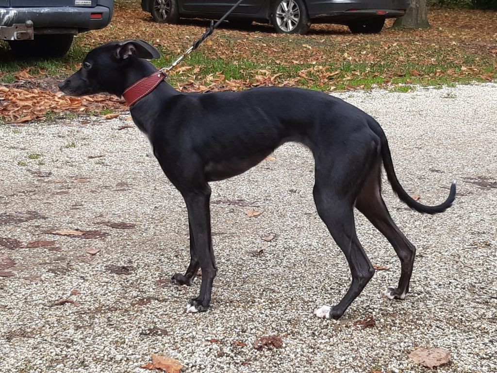 Whippet The Breed Archive