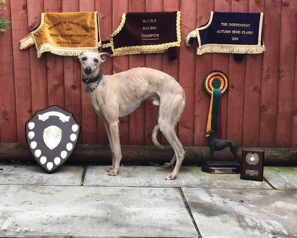 champion whippets