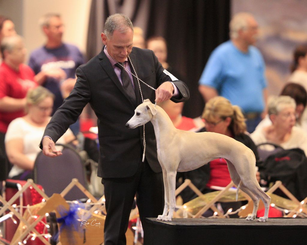 Whippet The Breed Archive