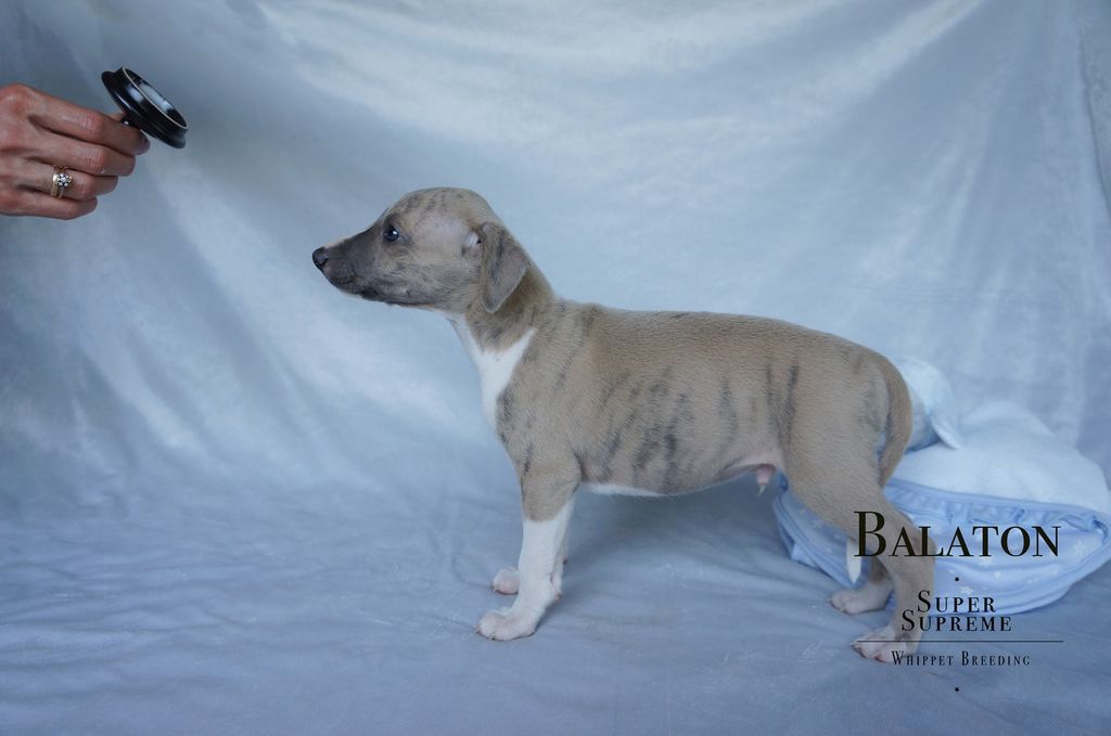 Super whippet best sale