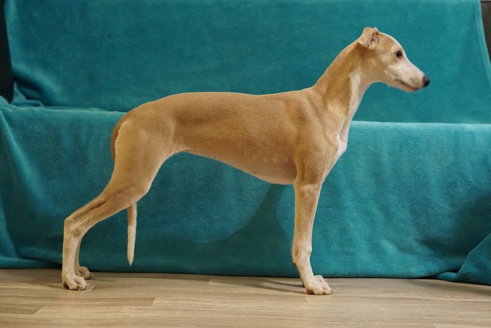 Whippet The Breed Archive
