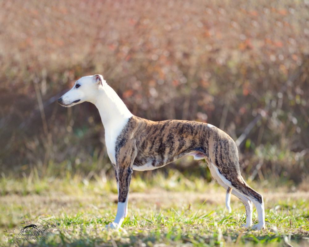 Whippet The Breed Archive