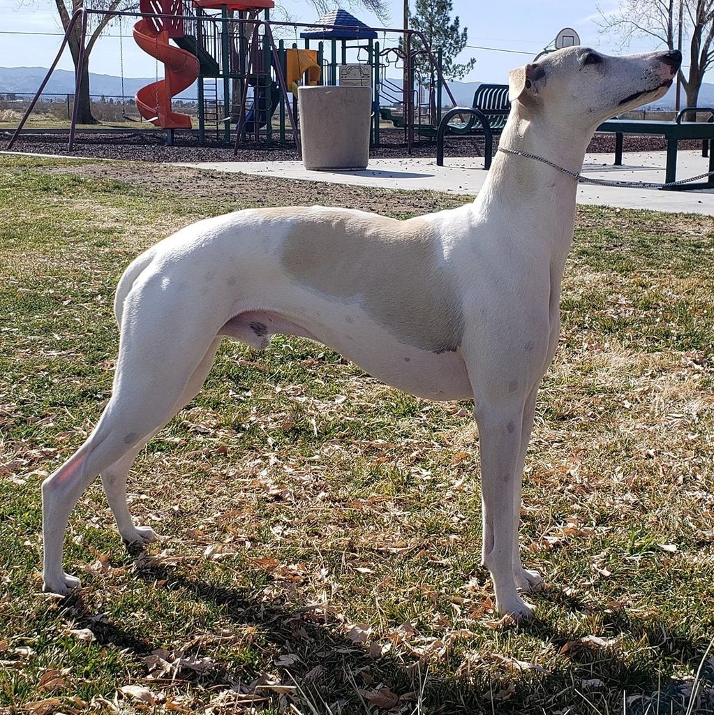 Whippet The Breed Archive