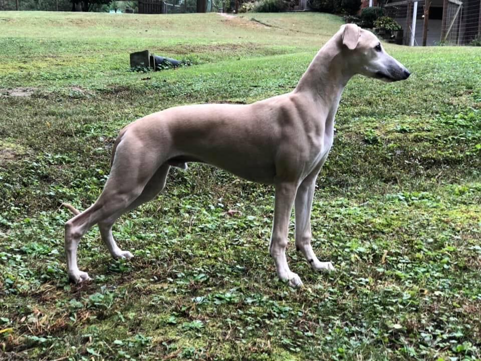 Whippet The Breed Archive