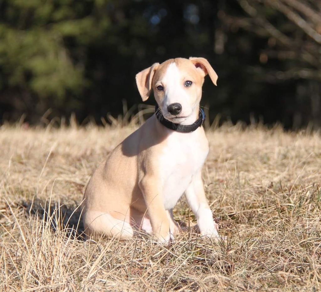 Husky cross hot sale whippet puppies