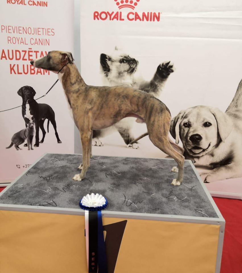 Royal canin clearance whippet