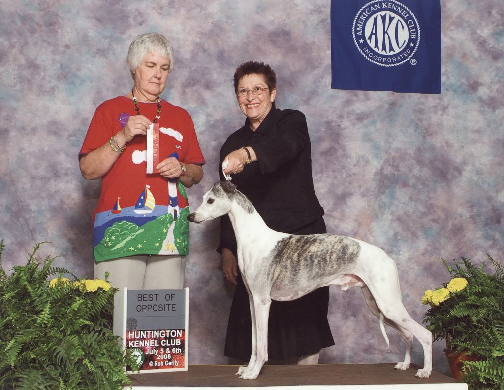 Whippet The Breed Archive