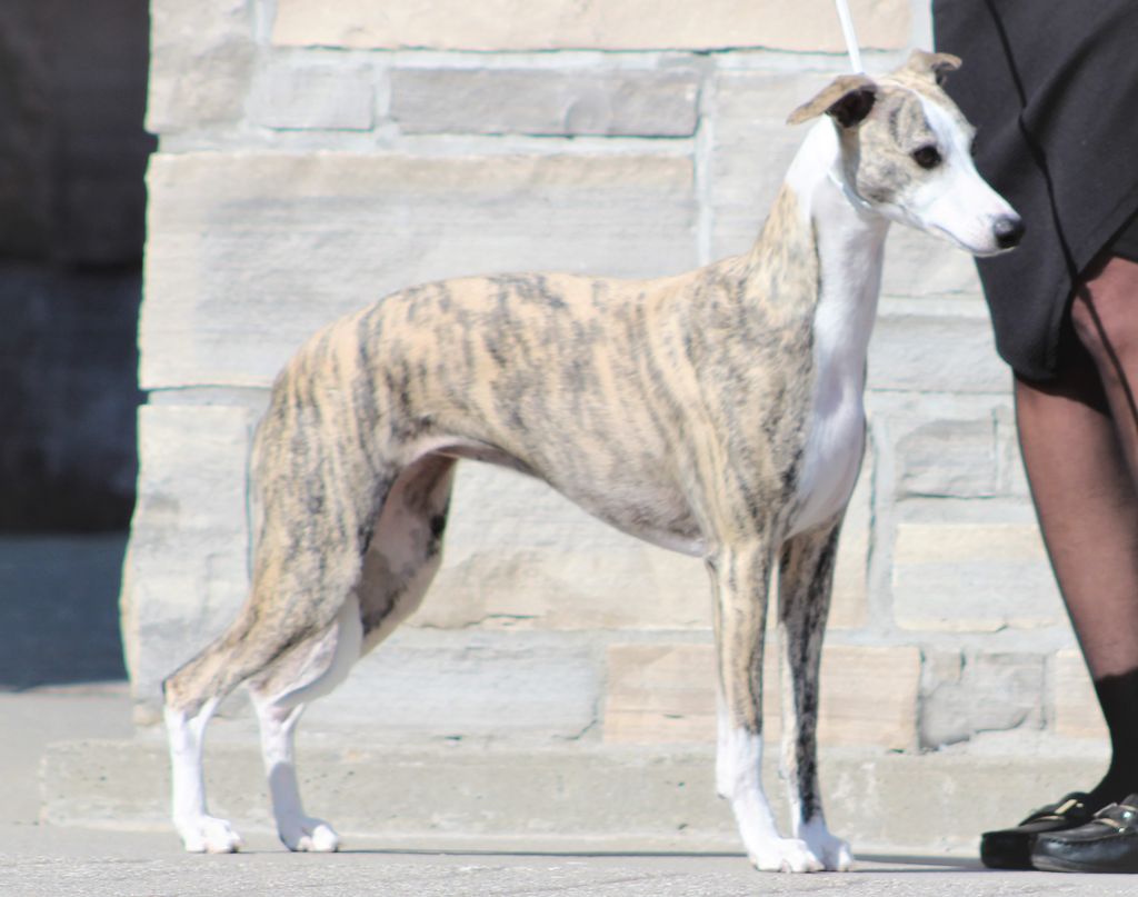 Whippet The Breed Archive