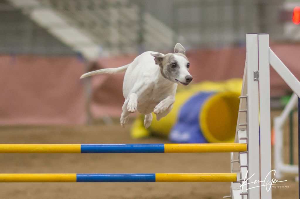 Whippet agility hot sale