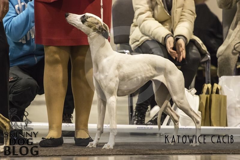 Dog in sex in Katowice