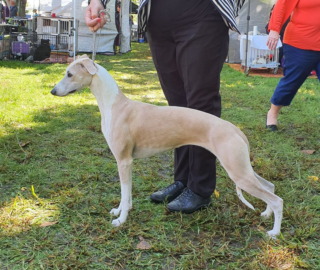 Ridgesetter whippets sale