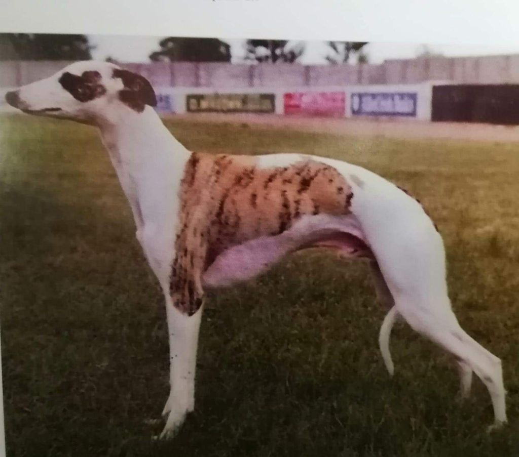 Whippet The Breed Archive