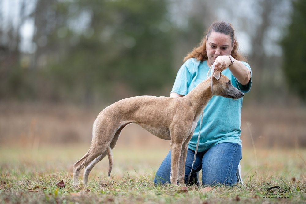 whippet-the-breed-archive