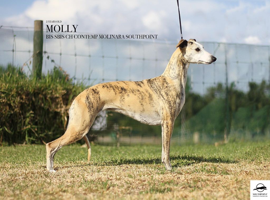 Whippet The Breed Archive