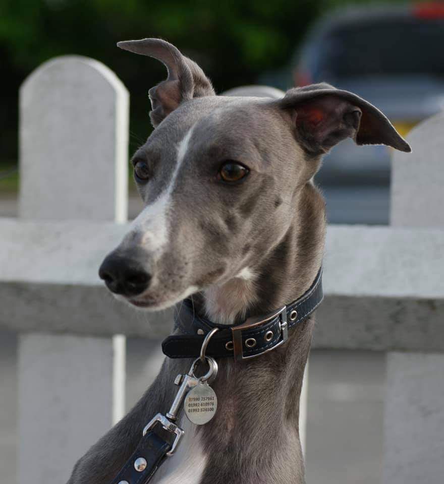 Are Whippets Dangerous Dogs