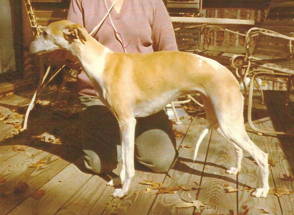 Whippet The Breed Archive