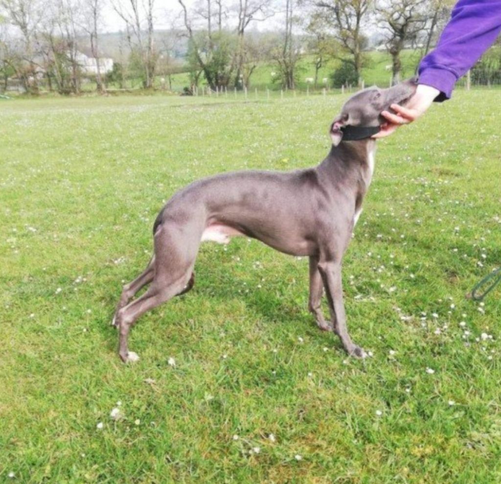 Whippet pedigree 2024