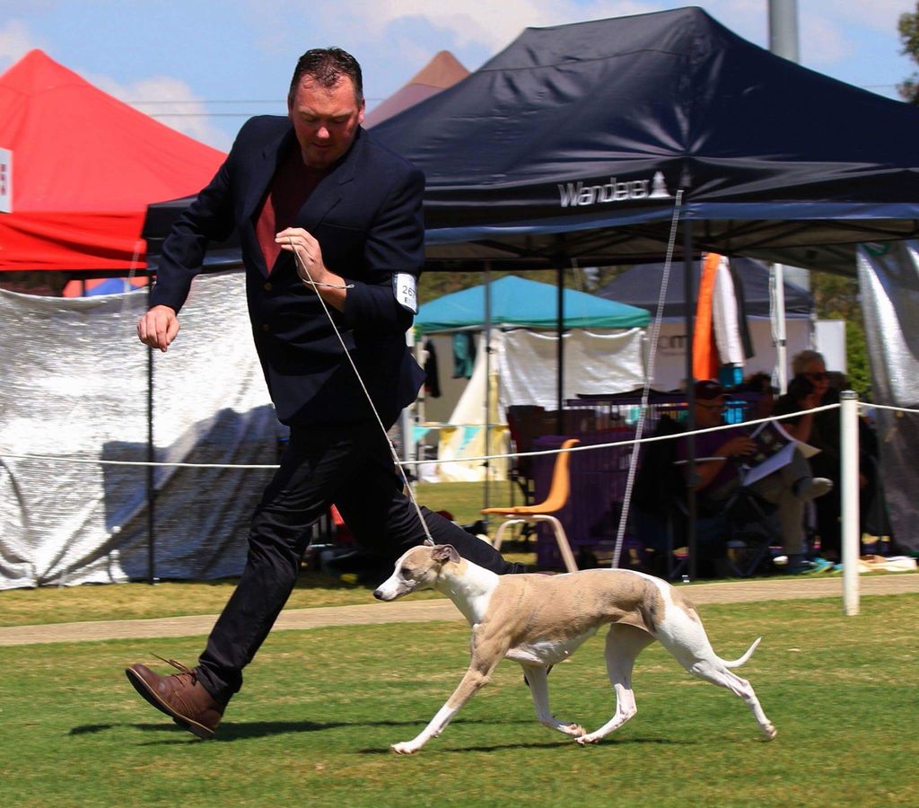 Parnew whippets 2024