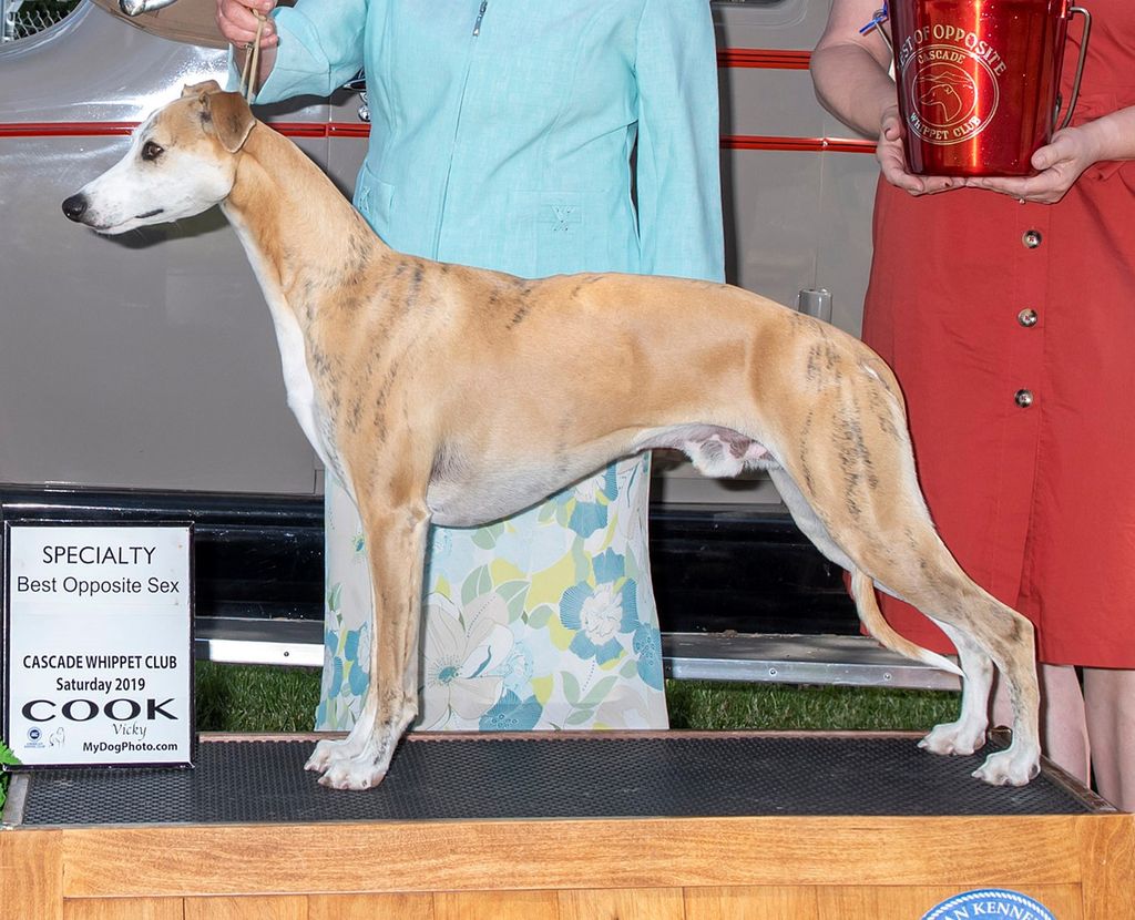 Whippet The Breed Archive