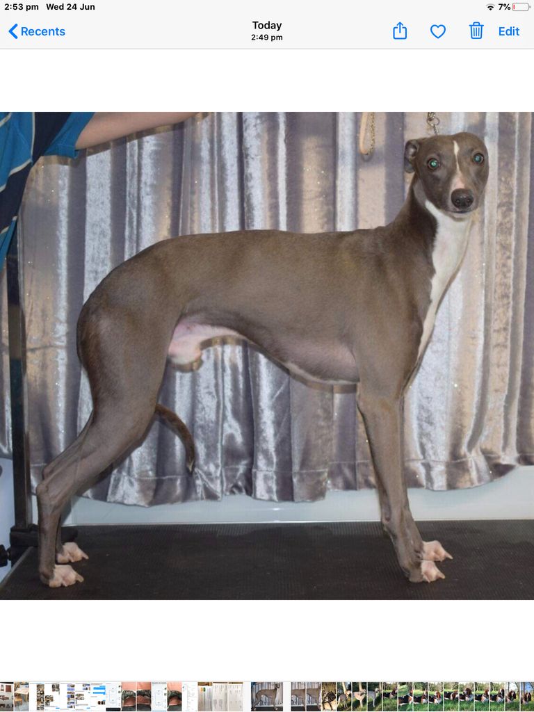 Whippet The Breed Archive