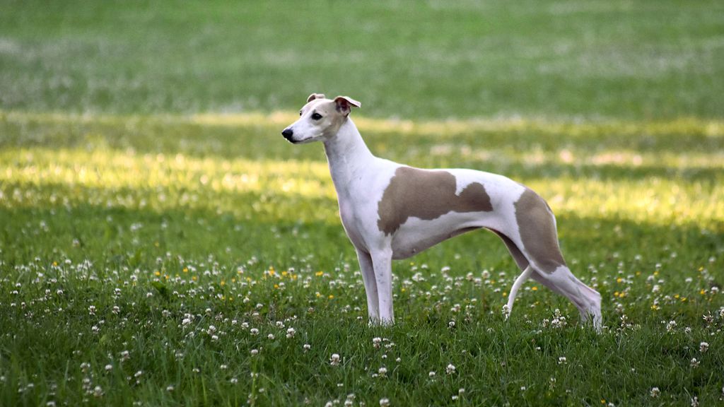 Whippet The Breed Archive