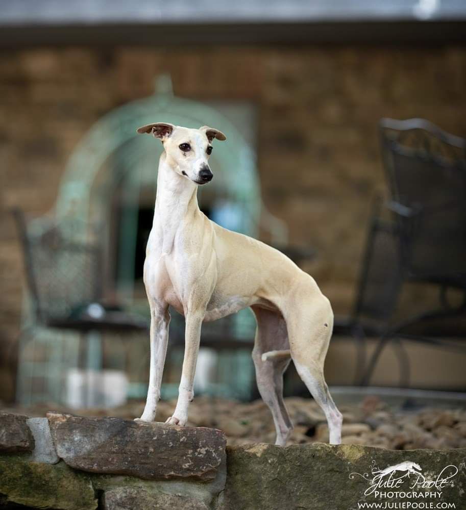 Whippet - The Breed Archive