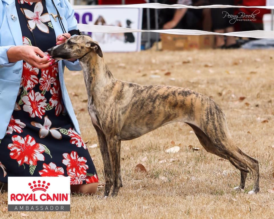 Royal canin whippet sale