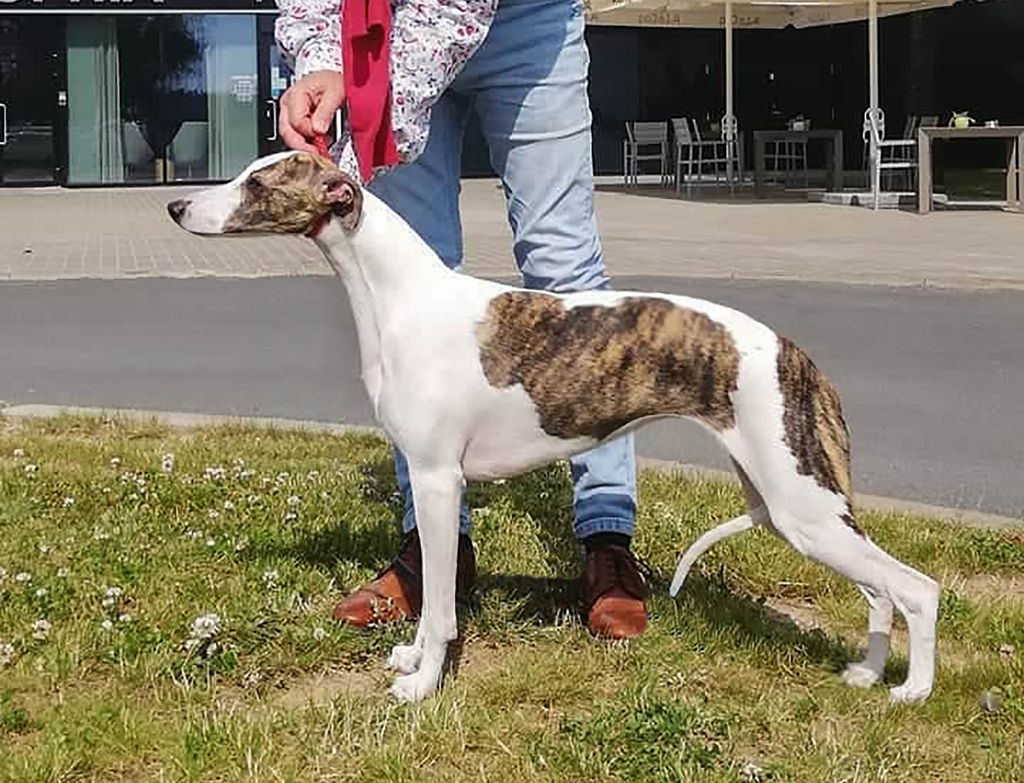 Brindle and 2024 white whippet