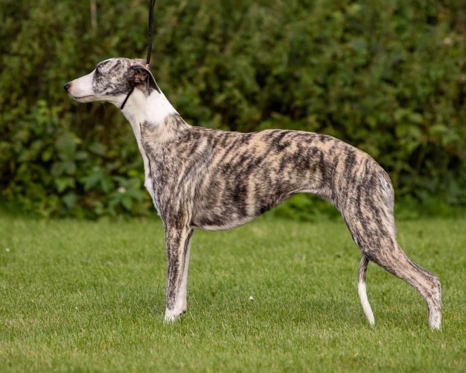 Whippet The Breed Archive