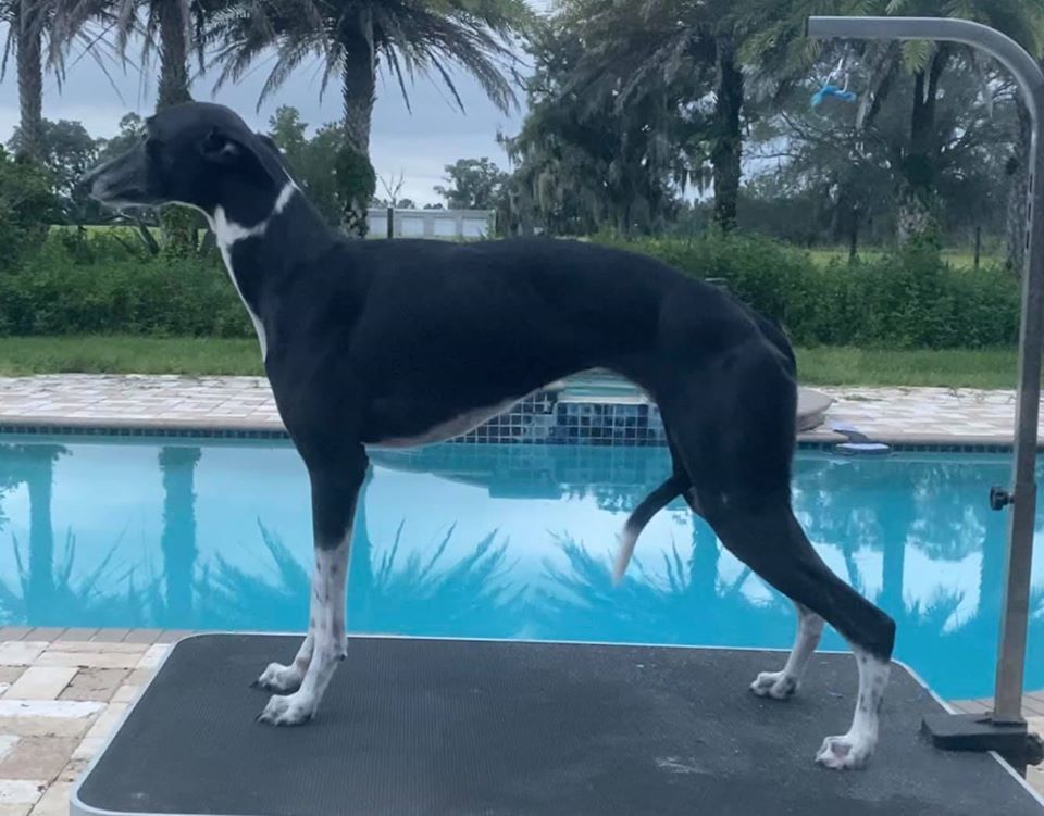 Does The Whippet Like To Swim