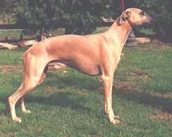 Whippet red sale