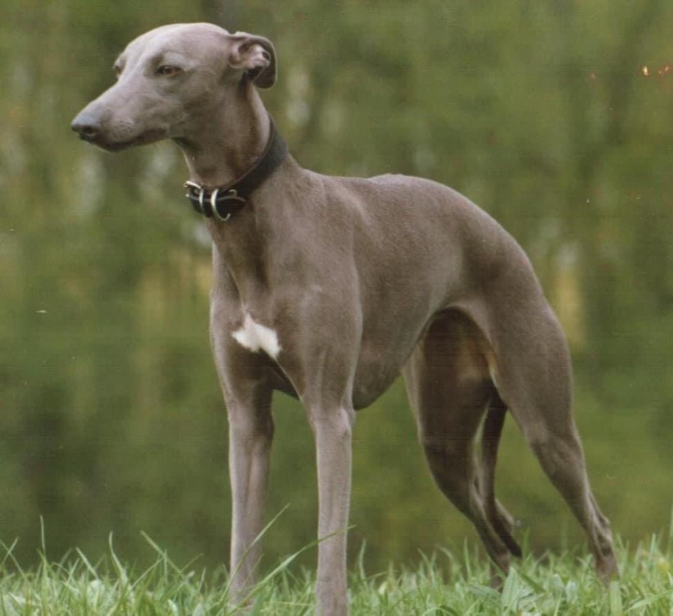 Whippet The Breed Archive