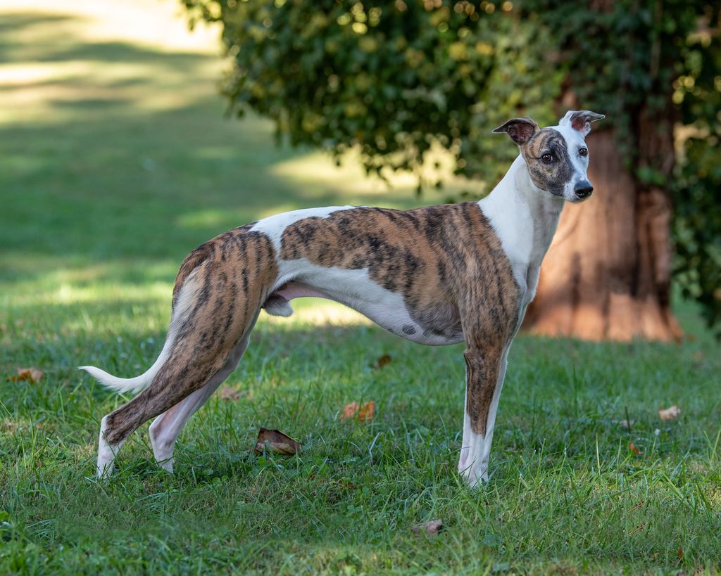 Whippet The Breed Archive