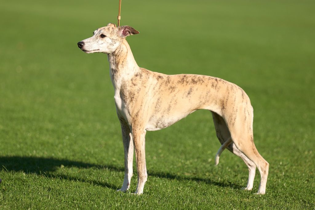 Whippet The Breed Archive