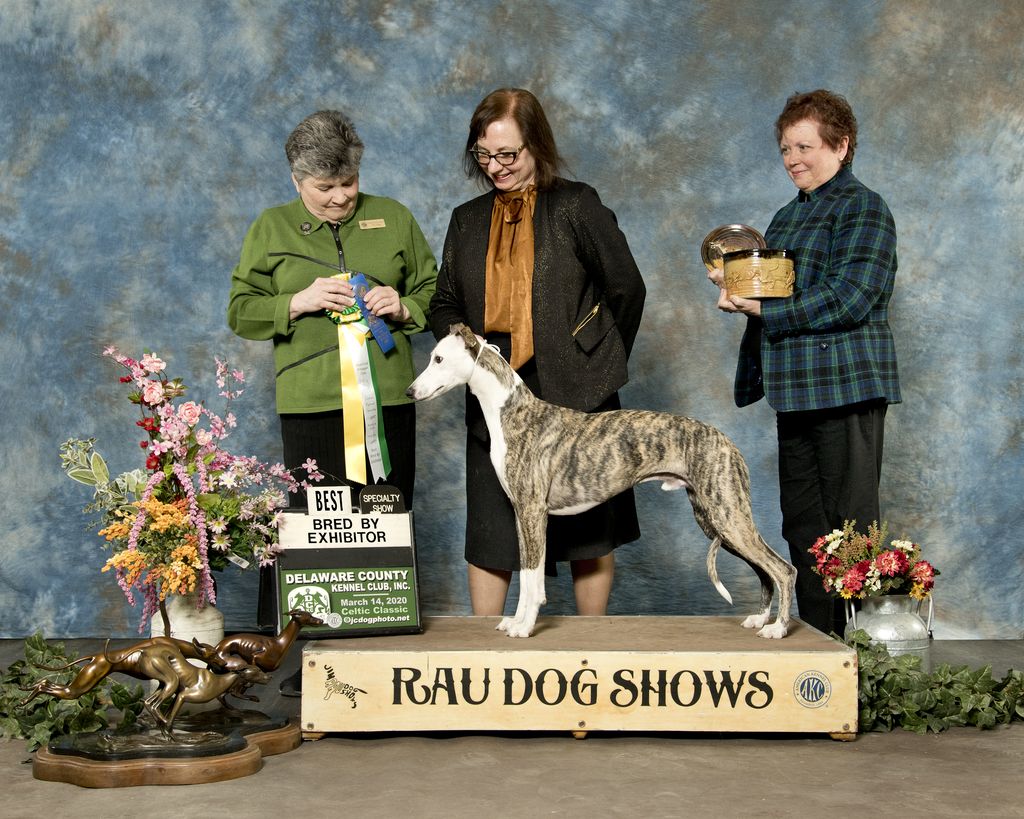 Whippet The Breed Archive